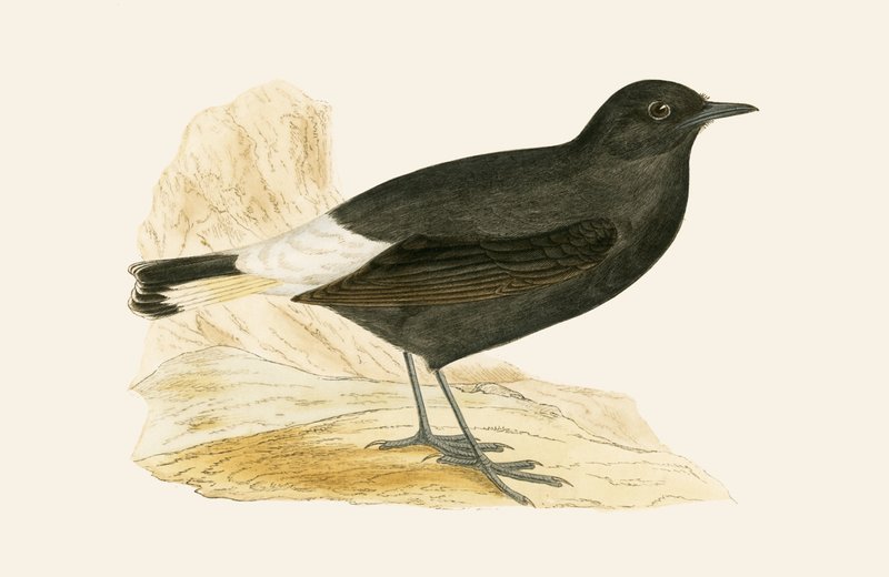 Traquet noir, illustration de 