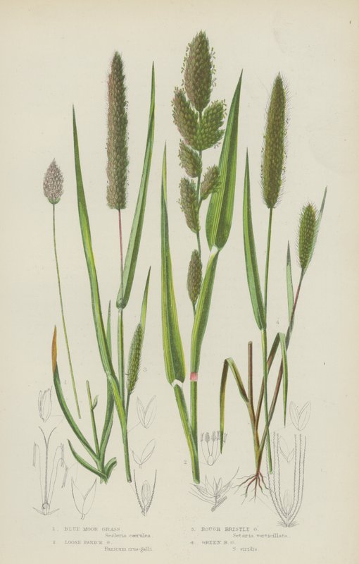 Herbe des marais bleue, Herbe paniculée lâche, Herbe à soies rugueuses, Herbe à soies vertes - English School