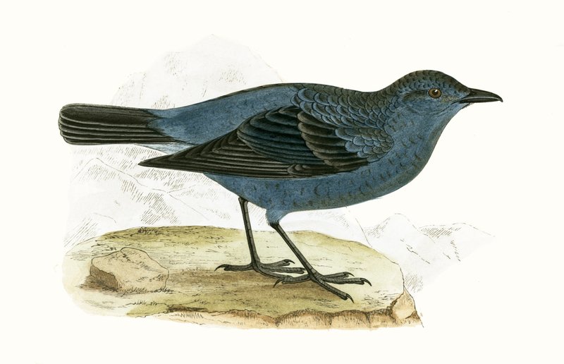 Grive bleue, illustration de 