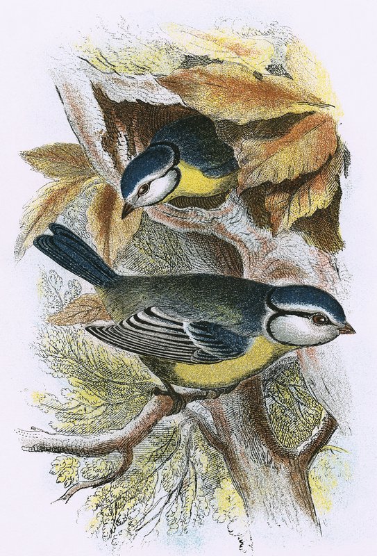 Mésange bleue - English School