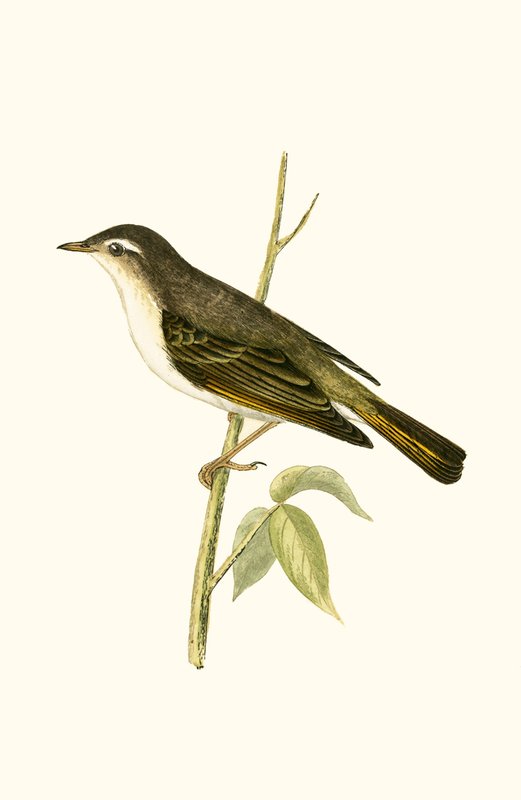 Pouillot de Bonelli, illustration de 