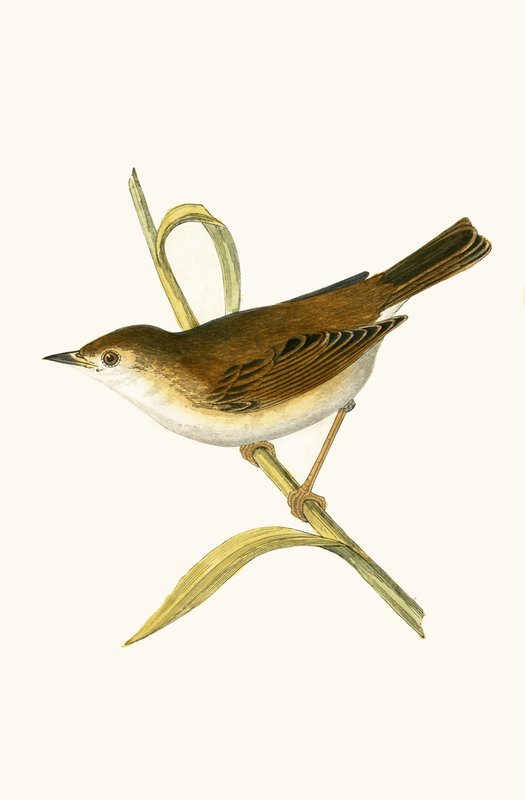 Phragmite à bec fin, illustration de 