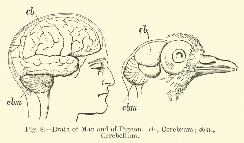 Cerveau de l