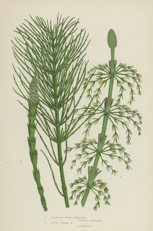 Prêle des bois ramifiée, prêle à sommet émoussé - English School