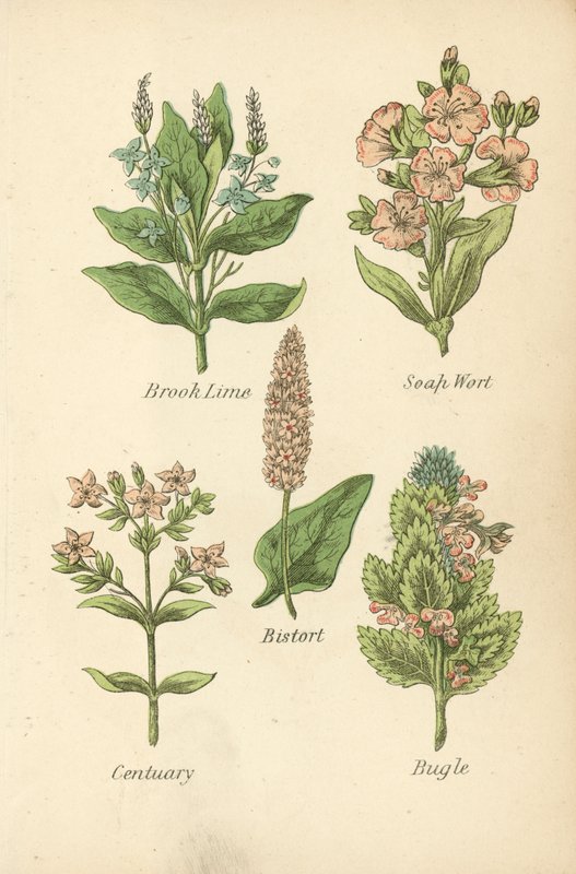 Véronique des ruisseaux, Saponaire, Renouée bistorte, Centaurée, Bugle - English School