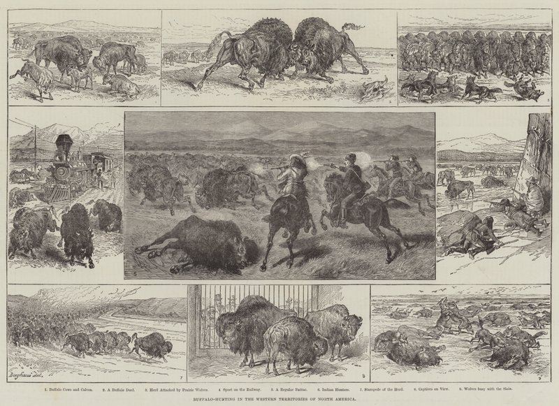 Chasse au bison dans les territoires de l