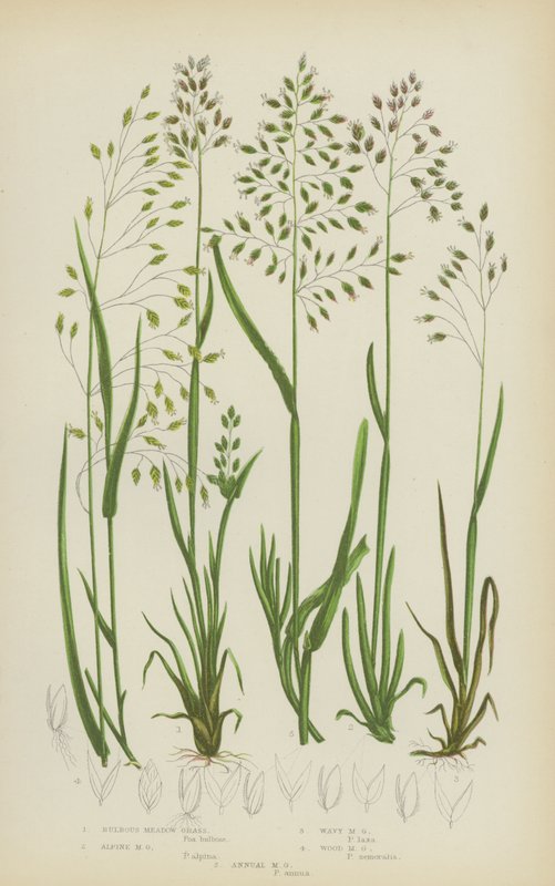 Pâturin bulbeux, pâturin des Alpes, pâturin ondulé, pâturin des bois, pâturin annuel - English School