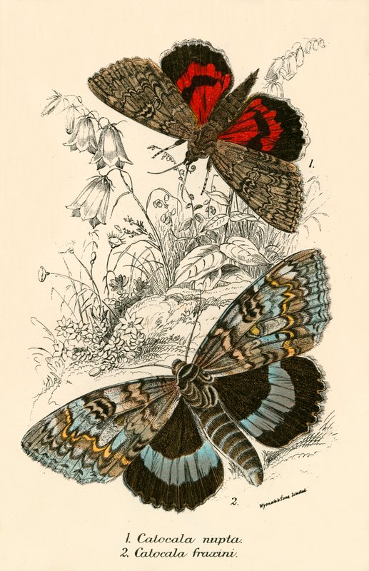 Papillons - English School