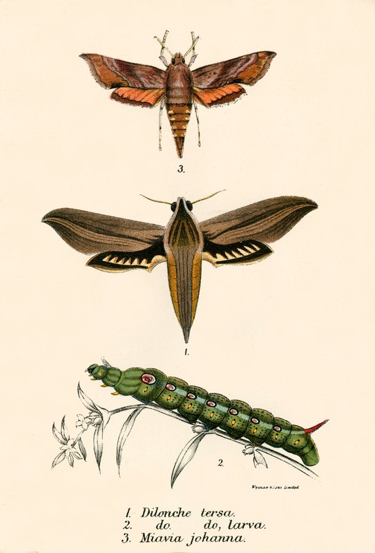 Papillons - English School