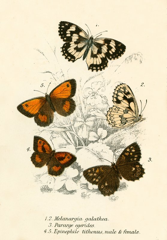 Papillons - English School