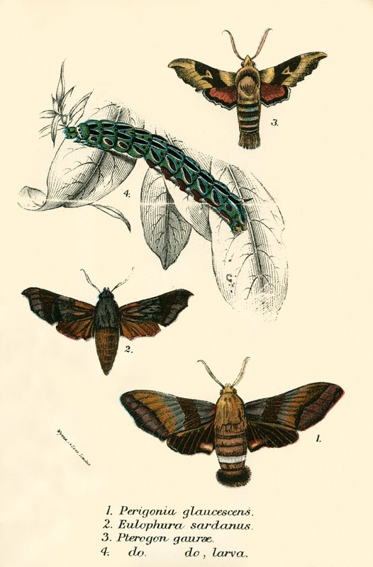 Papillons - English School