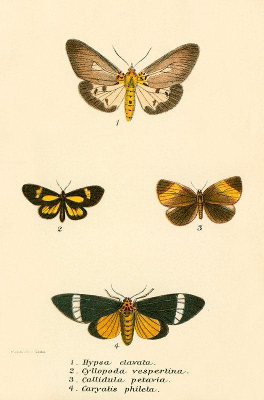 Papillons - English School