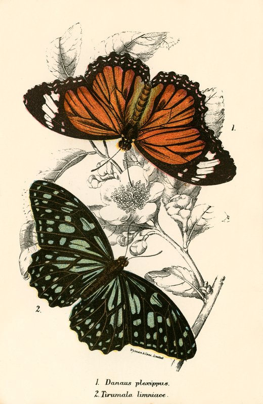 Papillons - English School