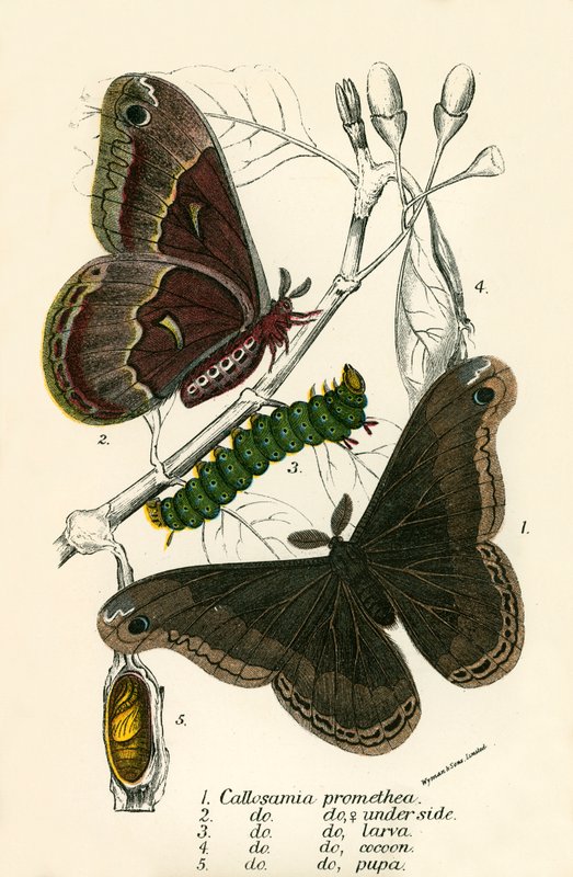 Papillons - English School