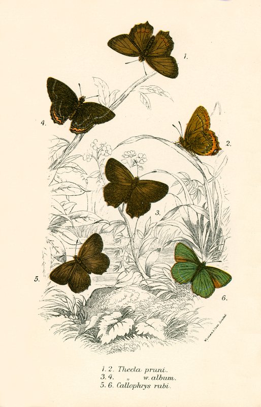 Papillons - English School