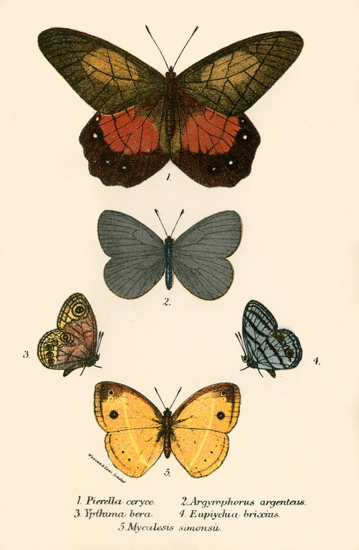 Papillons - English School