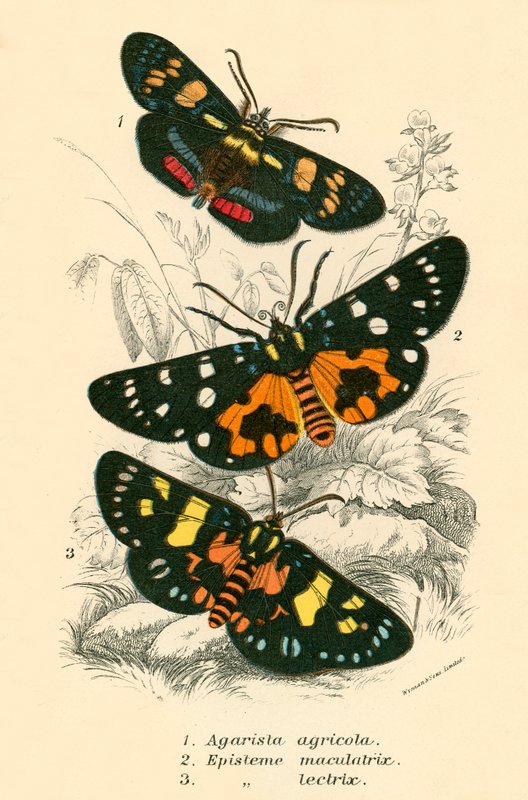 Papillons - English School