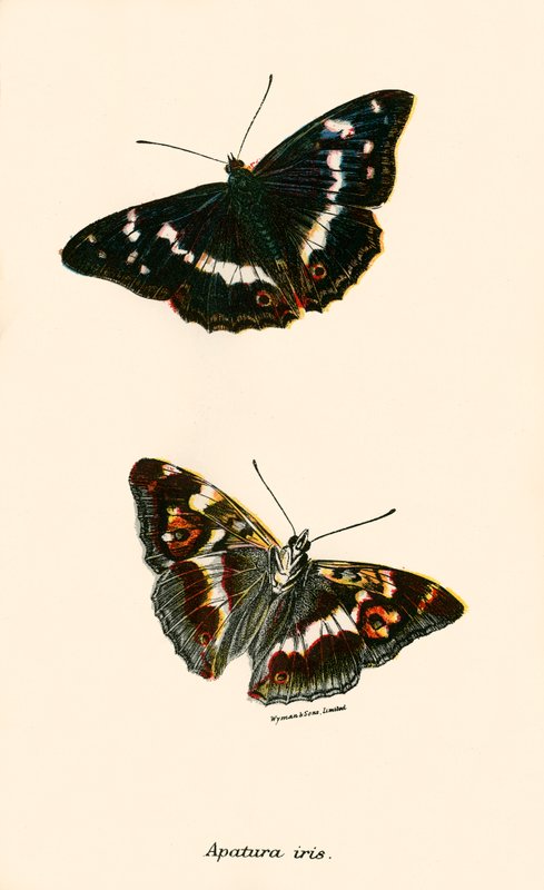 Papillons - English School