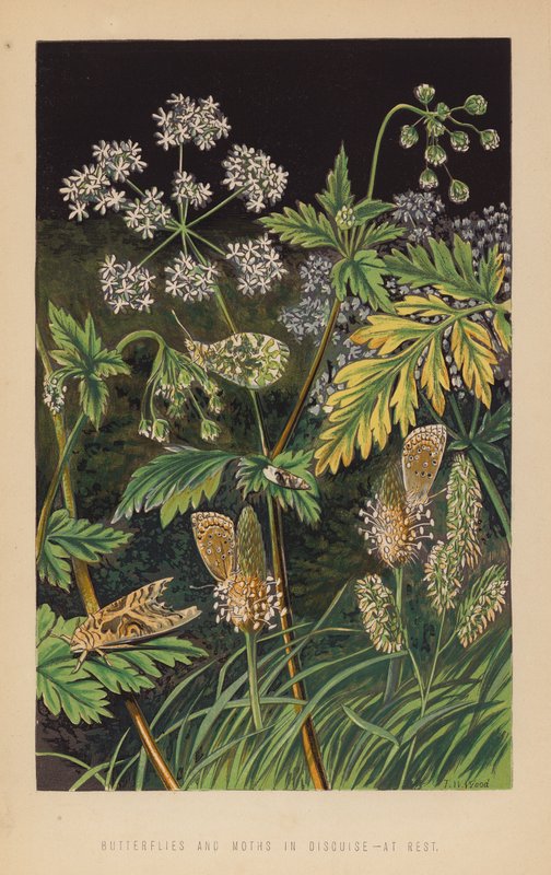 Papillons et mites déguisés, au repos - English School