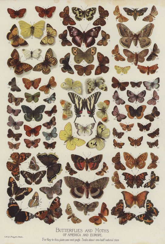 Papillons et Mites d