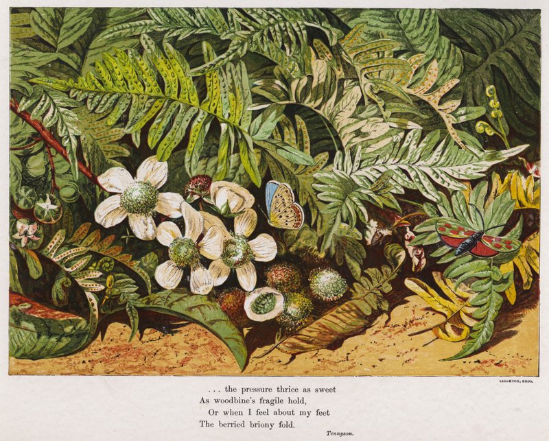 Papillons, fougères et fleurs - English School