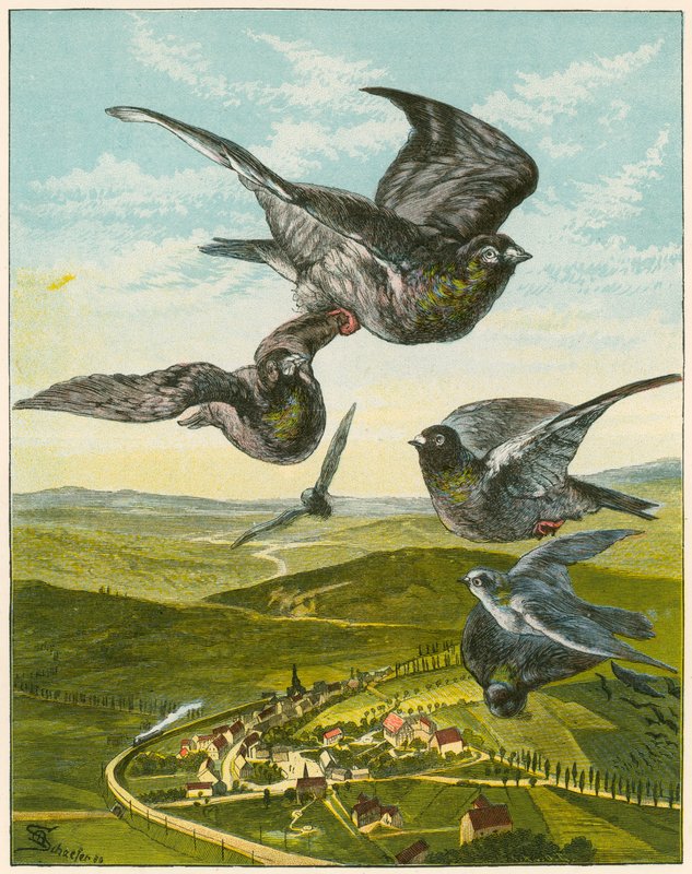 Pigeons voyageurs - English School