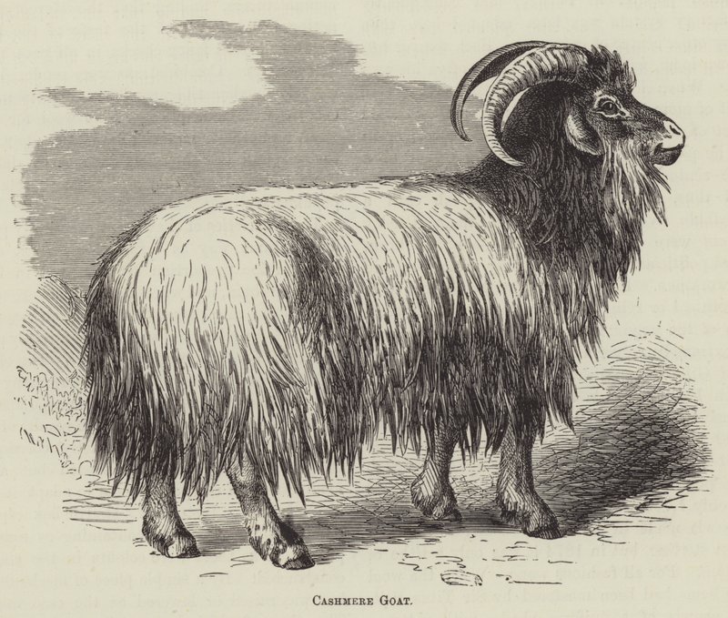 Chèvre cachemire (gravure) - English School