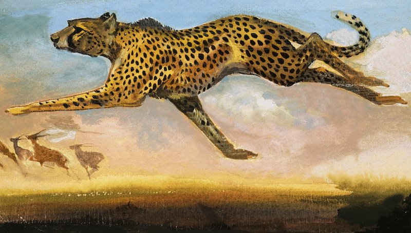 Guépard - English School