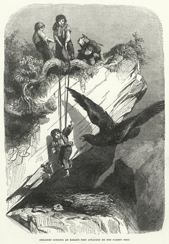 Enfants volant un nid d