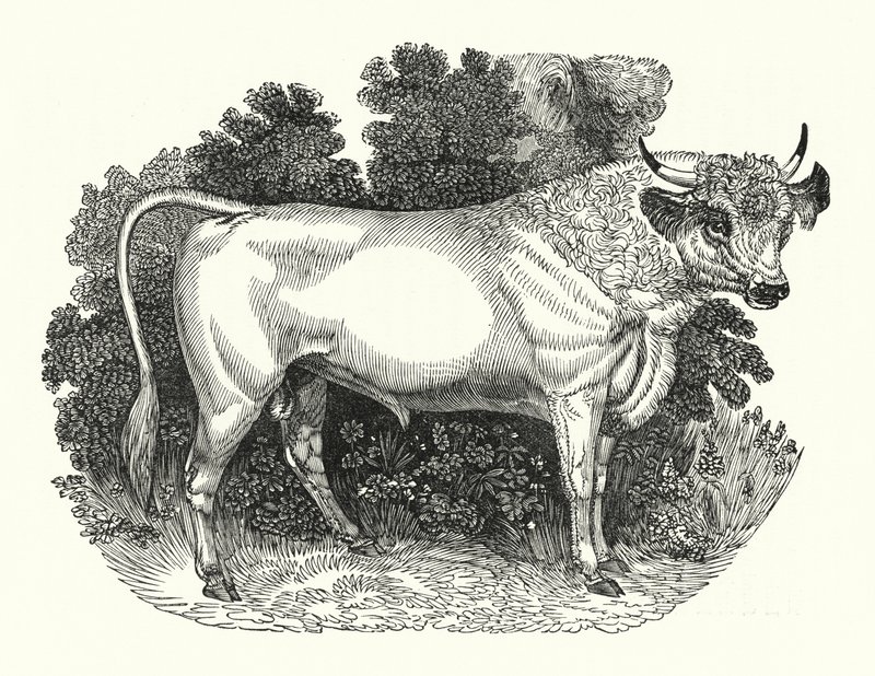Bétail de Chillingham (gravure) - English School