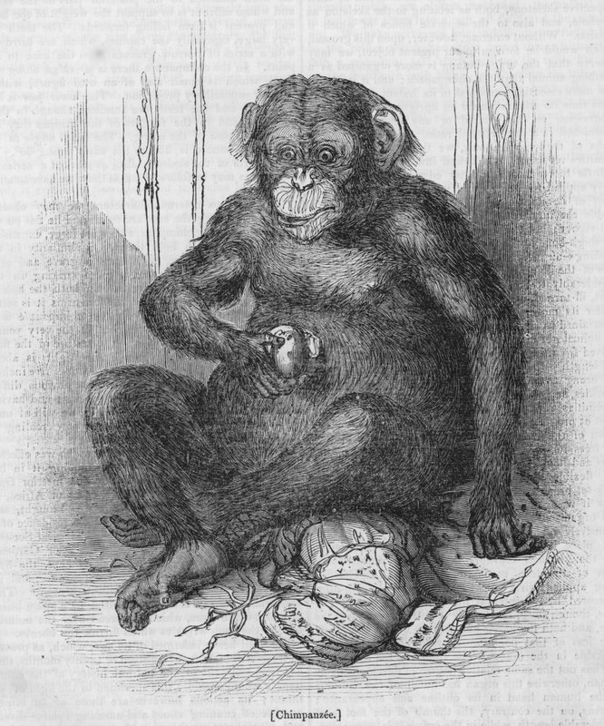 Chimpanzé - English School