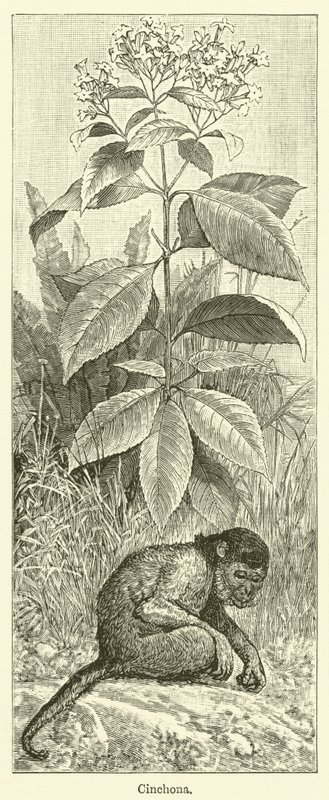 Cinchona (gravure) - English School