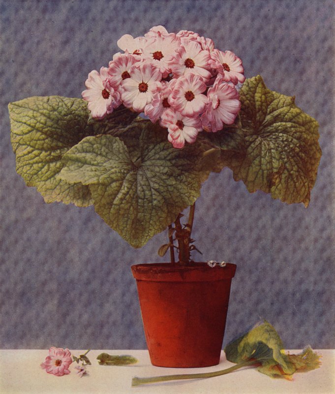 Cineraria - English School
