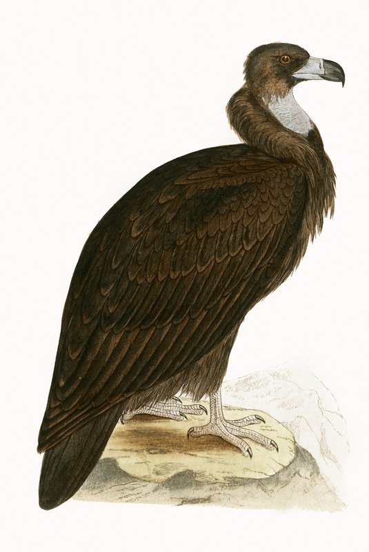 Vautour moine, illustration de 