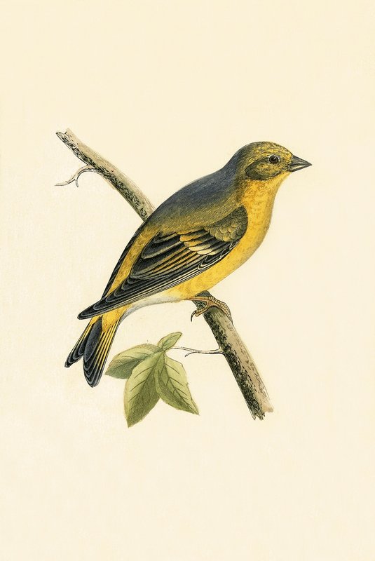 Serin cini, illustration de 