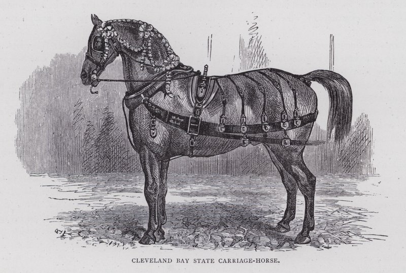Cheval de carrosse Cleveland Bay (gravure) - English School