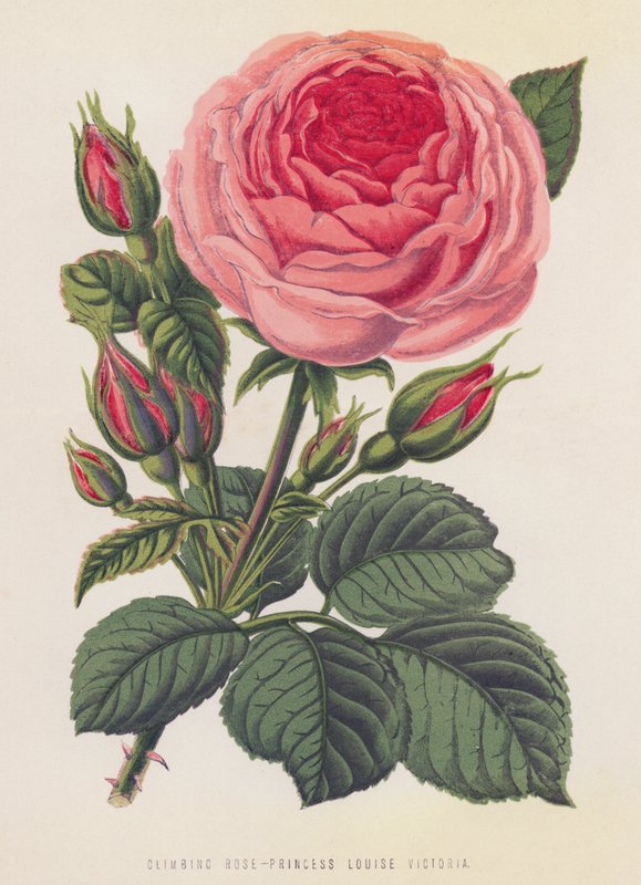 Rose grimpante, Princesse Louise Victoria - English School