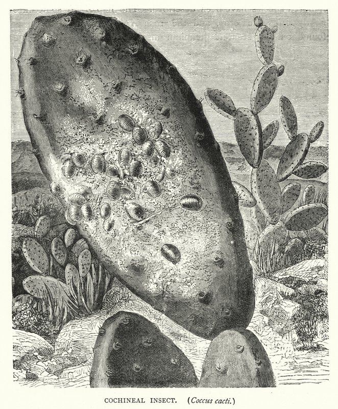 Insecte Cochenille, Coccus cacti - English School