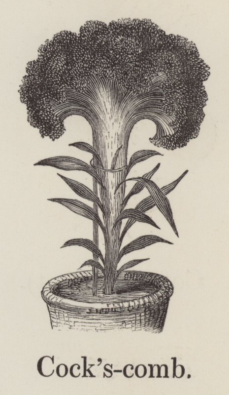 Peigne de coq (gravure) - English School