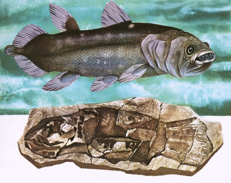 Coelacanthe et son fossile - English School