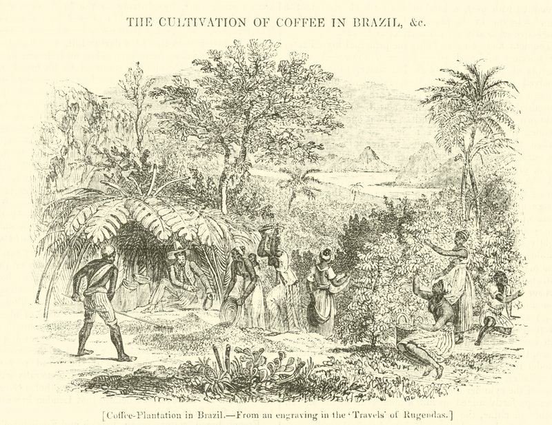 Plantation de café au Brésil - English School