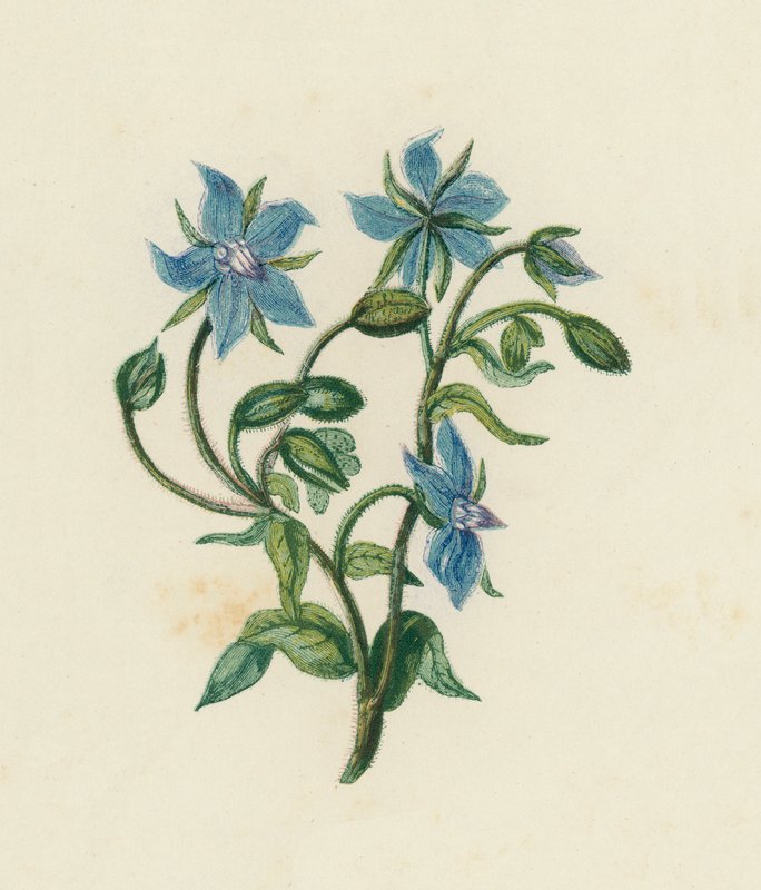 Bourrache Commune, Borago Officinalis - English School