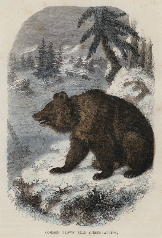 Ours Brun Commun, Ursus Arctos - English School