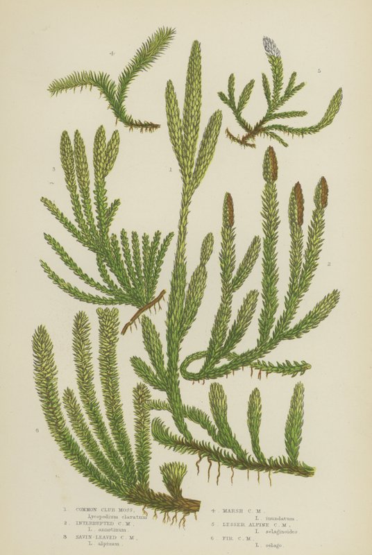Lycopode commun, Lycopode interrompu, Lycopode à feuilles de sabine, Lycopode des marais, Petit alpin - English School