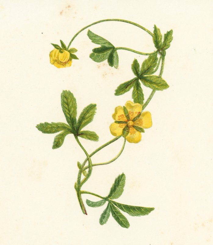Potentille rampante, Potentilla Reptans - English School