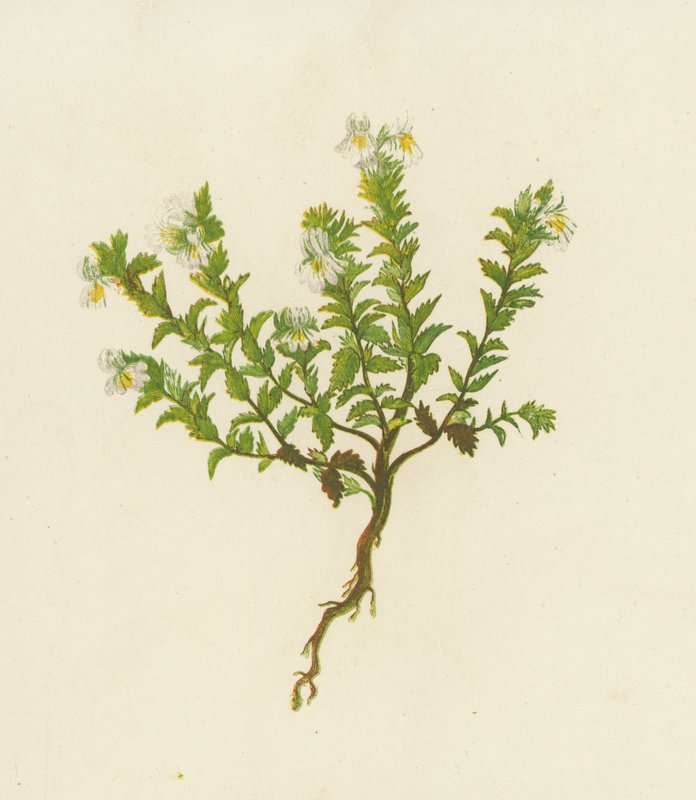Euphraise commune, Euphrasia Officinalis - English School