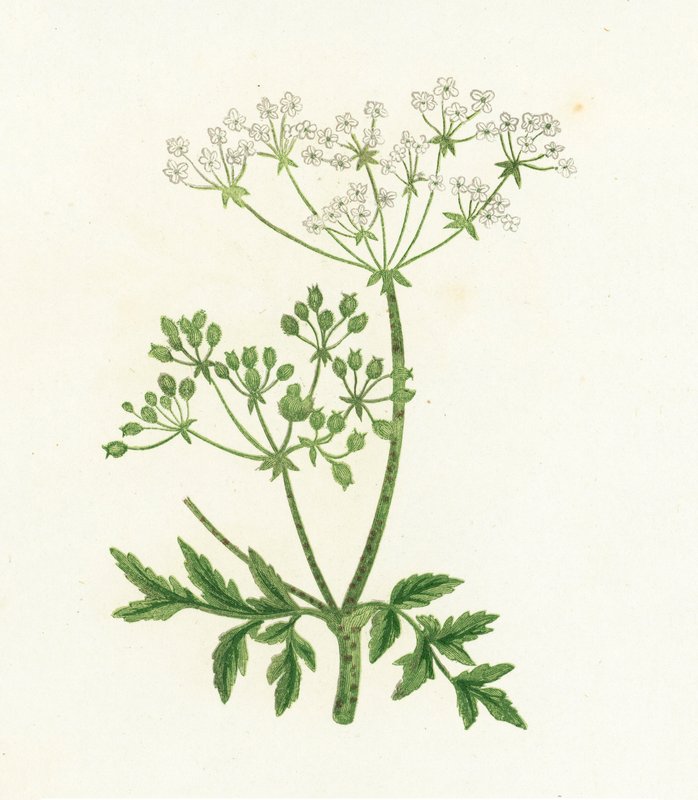 Ciguë maculée, Conium Maculatum - English School