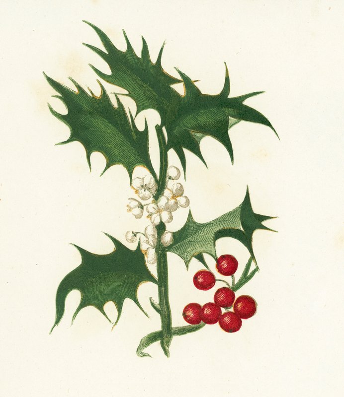 Houx commun, Ilex Aquifolium - English School