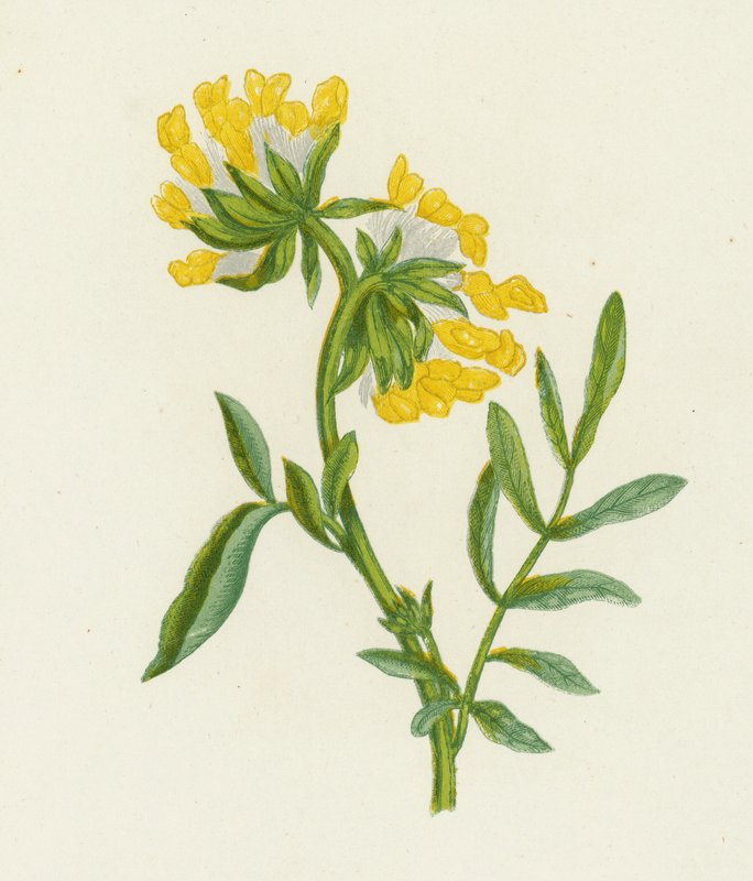 Anthyllis Vulneraria (Vulnéraire commune) - English School