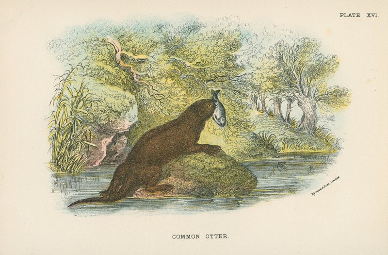 Loutre commune - English School
